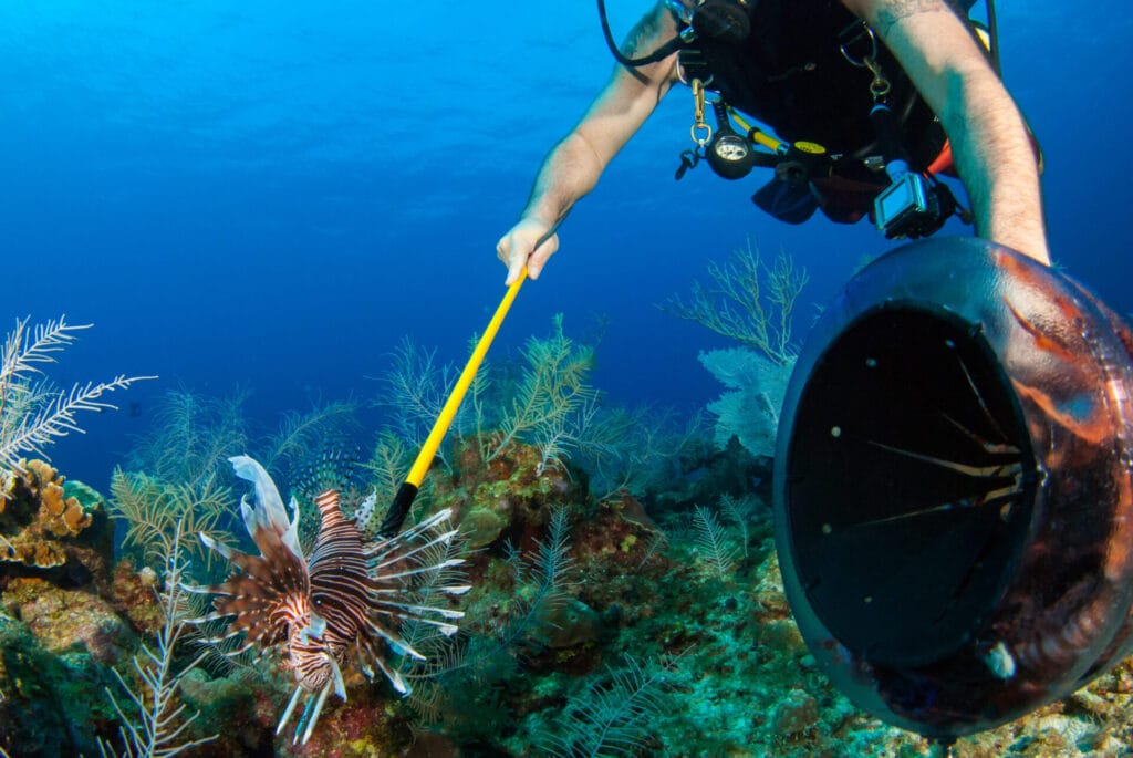Dive into Action: Lionfish Hunting at Douglas Bay Point in Dominica Dive into Action: Lionfish Hunting at Douglas Bay Point in Dominica